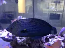[TodoMarino.com] Vendo o cambio Halichoeres Melanurus XL Barcelona - Barcelona