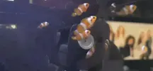 [TodoMarino.com] Cambio crias pez payaso salvaje por corales... invertebrados.... etc