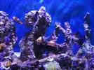 [TodoMarino.com] Peces - Sevilla - Todo vendido