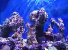 [TodoMarino.com] Peces - Sevilla - Todo vendido