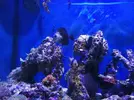 [TodoMarino.com] Peces - Sevilla - Todo vendido