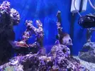 [TodoMarino.com] Peces - Sevilla - Todo vendido