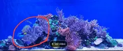 [TodoMarino.com] Vendo o cambio lobophyton xxl y sinularia xxl - Madrid