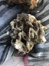 [TodoMarino.com] Vendo roca viva premium. Madrid - Madrid