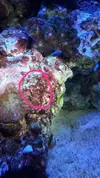 [TodoMarino.com] Identificacion alga roja (tipo estropajo)