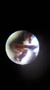 [TodoMarino.com] Identificacion alga roja (tipo estropajo)