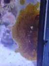 [TodoMarino.com] Alga incrustante en cristales