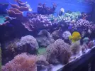 [TodoMarino.com] Alga incrustante en cristales