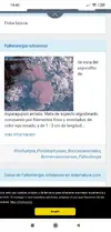 [TodoMarino.com] Identificacion alga roja (tipo estropajo)