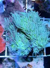 [TodoMarino.com] Duncanosphamia simbiosis pareja ocellaris. - Lugo