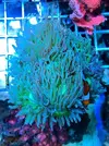 [TodoMarino.com] Duncanosphamia simbiosis pareja ocellaris. - Lugo