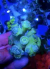 [TodoMarino.com] Duncanosphamia simbiosis pareja ocellaris. - Lugo