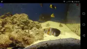 [TodoMarino.com] Vendo Choerodon fasciatus - Rota Cádiz