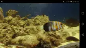 [TodoMarino.com] Vendo Choerodon fasciatus - Rota Cádiz