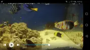 [TodoMarino.com] Vendo Choerodon fasciatus - Rota Cádiz