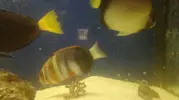 [TodoMarino.com] Vendo Choerodon fasciatus - Rota Cádiz