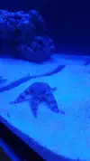 [TodoMarino.com] Sobre mi estrella de mar