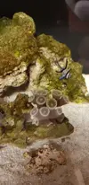 [TodoMarino.com] Acuario con mucha Ciano y con PO4 a cero