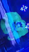 [TodoMarino.com] Vendo Stichodactyla haddoni verde fluor - Oviedo