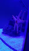 [TodoMarino.com] Vendo acuario completo en perfecto estado - Valencia