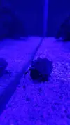 [TodoMarino.com] Vendo acuario completo en perfecto estado - Valencia