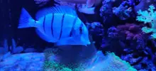 [TodoMarino.com] Acanthurus Triostegus( Madrid) - Madrid