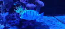 [TodoMarino.com] Acanthurus Triostegus( Madrid) - Madrid