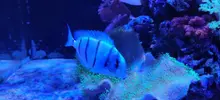 [TodoMarino.com] Acanthurus Triostegus( Madrid) - Madrid