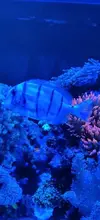 [TodoMarino.com] Acanthurus Triostegus( Madrid) - Madrid