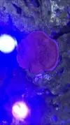 [TodoMarino.com] Montipora plato puntas blancas