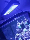 [TodoMarino.com] Mi nuevo acuario