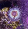 [TodoMarino.com] Zoanthus coloridos - Sevilla