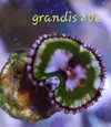 [TodoMarino.com] Zoanthus coloridos - Sevilla