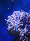 [TodoMarino.com] Hystrix blanca