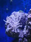[TodoMarino.com] Hystrix blanca
