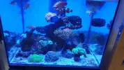 [TodoMarino.com] vendo peces por desmonte Vendidos Madrid - Madrid