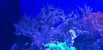 [TodoMarino.com] Vendo o cambio lobophyton xxl y sinularia xxl - Madrid