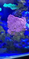 [TodoMarino.com] Montipora, crecimiento súper extraño!