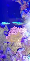 [TodoMarino.com] Montipora, crecimiento súper extraño!