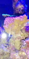 [TodoMarino.com] Montipora, crecimiento súper extraño!