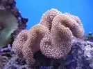 [TodoMarino.com] Tipo de Coral y una pregunta sobre él