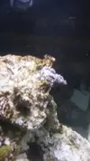 [TodoMarino.com] Árbol de Kenia caido