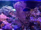 [TodoMarino.com] Paracanthurus hepatus XL - Tres Cantos (MADRID)