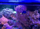 [TodoMarino.com] Paracanthurus hepatus XL - Tres Cantos (MADRID)