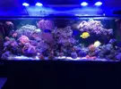 [TodoMarino.com] Paracanthurus hepatus XL - Tres Cantos (MADRID)