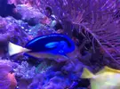 [TodoMarino.com] Paracanthurus hepatus XL - Tres Cantos (MADRID)