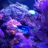 [TodoMarino.com] Paracanthurus hepatus XL - Tres Cantos (MADRID)