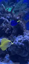 [TodoMarino.com] Desmonto acuario marino - madrid centro - Madrid centro