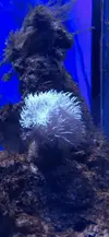 [TodoMarino.com] Desmonto acuario marino - madrid centro - Madrid centro