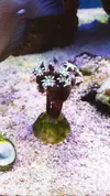 [TodoMarino.com] Identificación de coral